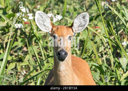 marschhirsch, Blactocerus dichotomus, Nahaufnahme des Kopfes eines alleinerwachsenen Weibchen, das in der Vegetation steht, Pantanal, Brasilien Stockfoto