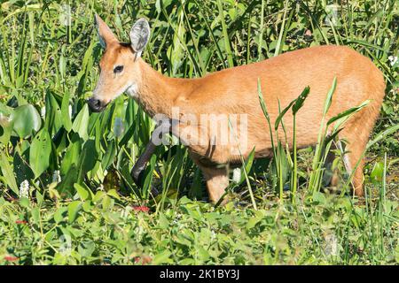 marschhirsch, Blactocerus dichotomus, alleinerwachsendes Weibchen, das in der Vegetation steht, Pantanal, Brasilien Stockfoto