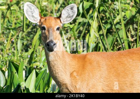 marschhirsch, Blactocerus dichotomus, Nahaufnahme des Kopfes eines alleinerwachsenen Weibchen, das in der Vegetation steht, Pantanal, Brasilien Stockfoto