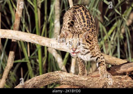 ocelot, Leopardus pardalis, Nachtsjagd bei einem Erwachsenen im Pantanal, Brasilien Stockfoto