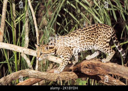 ocelot, Leopardus pardalis, Nachtsjagd bei einem Erwachsenen im Pantanal, Brasilien Stockfoto