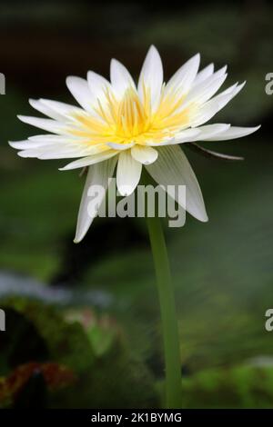 Wasserliliy Blume Stockfoto