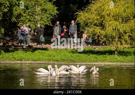 London, Großbritannien, 17.. September 2022. Trauernde bewundern Pelikane im St James's Park. Cristina Massei/Alamy Live News Stockfoto