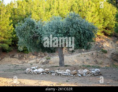 Olivenbaum in Thasos, Griechenland Stockfoto