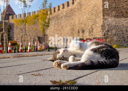 Niedliche streunende Katze. Katze rollt auf dem Boden. Burg Erzurum esi im Hintergrund. Erzurum-Landschaft. Selektiver Fokus. Stockfoto