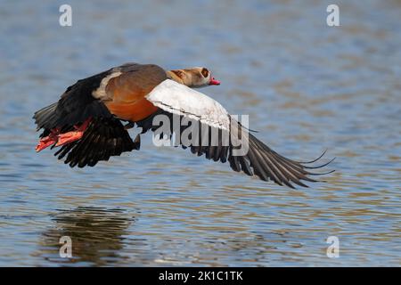 Eine ägyptische Gans im Flug, Uemminger See, Bochum, Nordrhein-Westfalen, Deutschland Stockfoto