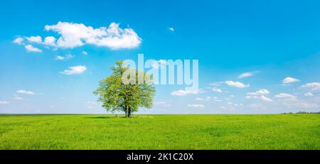 Panorama, einsame zweitrunkene Eiche, grüne Wiese, blauer Himmel, weiße Wolken, Saale-Holzland, Thüringen, Deutschland Stockfoto