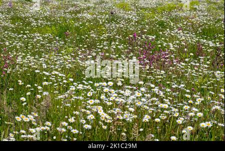 Blumenwiese mit blühenden Margeriten (Leucanthemum), Münsterland, Nordrhein-Westfalen, Deutschland Stockfoto