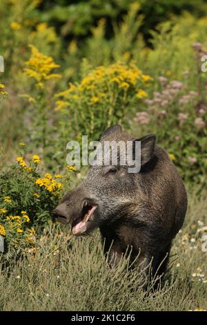 Wildschwein (Sus scrofa) Sommerschwein auf einer Lichtung, Allgäu, Bayern, Deutschland Stockfoto