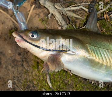 Bunte Wels mit langem Whisker gefangen und auf einem Stringer Stockfoto