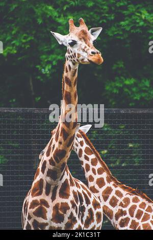 Giraffen auf Tiergehege im Zoo mit Grüngrasweide Stockfoto