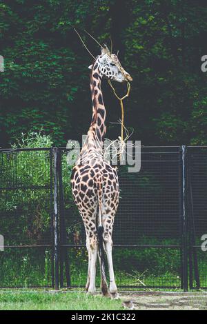 Giraffen auf Tiergehege im Zoo mit Grüngrasweide Stockfoto