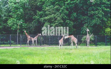 Giraffen auf Tiergehege im Zoo mit Grüngrasweide Stockfoto