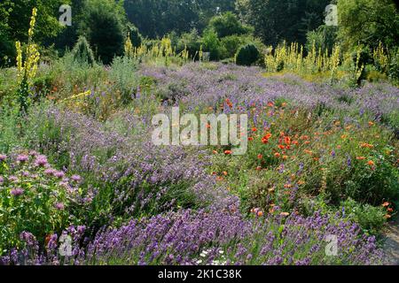 Aromatischer Garten Erlanger Wiesen Parklandschaft Kräuter Pflanzen Lavendel, aromatischer Garten Erlanger Wiesen Parklandschaft Kräuter Pflanzen Lavendel Stockfoto