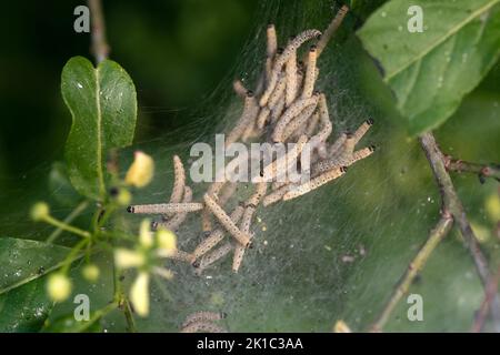 Europäische Spinnenmotte (Yponomeuta cagnagella) (Euonymus europaeus), Nahaufnahme von Raupen in einer Spinne auf einem europäischen Spinnenbusch, Velbert, Deutschland Stockfoto