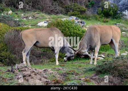 Gemeines Eeland (Taurotragus oryx), erwachsen, männlich, kämpfend, Kap der Guten Hoffnung, Westkap, Südafrika Stockfoto