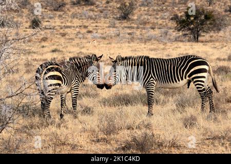 Cape Mountain Zebra (Equus Zebra Zebra), Erwachsener, Paar, soziales Verhalten, Mountain Zebra National Park, Eastern Cape, Südafrika Stockfoto