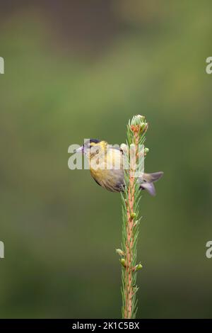 Siskin (Spinus spinus) adulter Vogel auf einem Kiefernzweig, Suomussalmi, Karelia, Finnland Stockfoto
