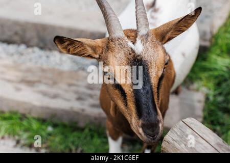 American Pygmy, Kamerun Ziege steht in der Nähe von Holzzaun auf grünem Gras, Nahaufnahme Detail. Stockfoto