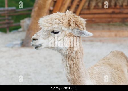 Ein neugieriger Alpaka, der für ein Foto posiert. Lustig aussehende Alpaka auf dem Bauernhof Stockfoto