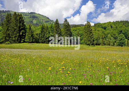 Bergwiese mit Wildblumen, Butterblume (Ranunculus), Rotklee (Trifolium pratense) und Baumwollgras (Eriophorum) zur Blütezeit, Stillachtal Stockfoto