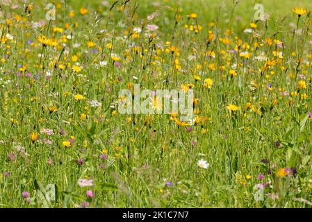 Bergwiese mit Wildblumen, Wiesensalsify (Tragopogon pratensis), Rotklee (Trifolium pratense) und Yarrows (Achillea) zur Blütezeit Stockfoto