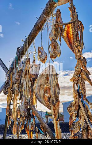 Getrockneter Fisch, Hvammstangi, Hvammstanga, Island Stockfoto