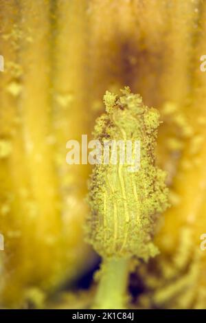 Nahaufnahme, Pistill einer männlichen Blume eines Hokkaido-Kürbisses Stockfoto
