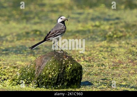 Weiße Bachstelze (Motacilla alba) auf Stein stehend, Insekten im Schnabel, Hessen, Deutschland Stockfoto