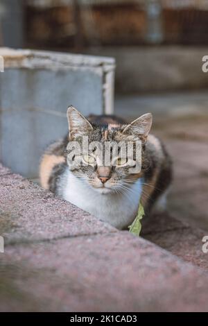 Wütender und gelangweilter Blick von drei bunten Hauskatzen, die im Garten spazieren. Felis catus domesticus beim Umherwandern durch das Gebiet. Ausdruck des Haustieres. Stockfoto