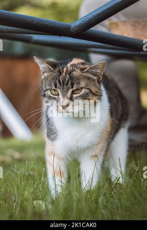 Wütender und gelangweilter Blick von drei bunten Hauskatzen, die im Garten spazieren. Felis catus domesticus beim Umherwandern durch das Gebiet. Ausdruck des Haustieres. Stockfoto