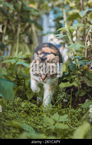 Neugieriger Anblick von drei bunten Hauskatzen, die durch die Himbeersträucher im Garten spazieren. Felis catus domesticus beim Umherwandern durch das Gebiet. Stockfoto