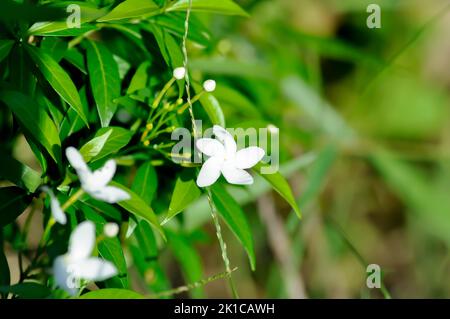 Tabernaemontana pandacaqui Lam, APOCYNACEAE oder Gardenia jasminoides oder Gerdenia oder weiße Blume Stockfoto