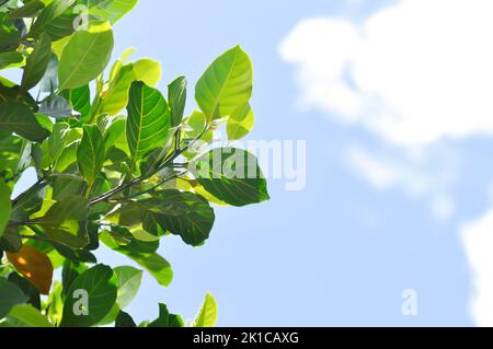 Artocarpus heterophyllus Lam, Ein Heterophylla- oder Jackfruit- oder Jackfruitbaum und Himmelshintergrund Stockfoto