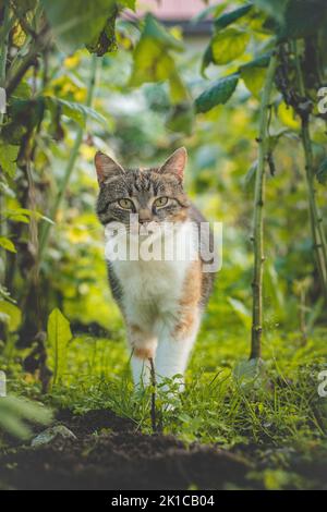 Neugieriger Anblick von drei bunten Hauskatzen, die durch die Himbeersträucher im Garten spazieren. Felis catus domesticus beim Umherwandern durch das Gebiet. Stockfoto