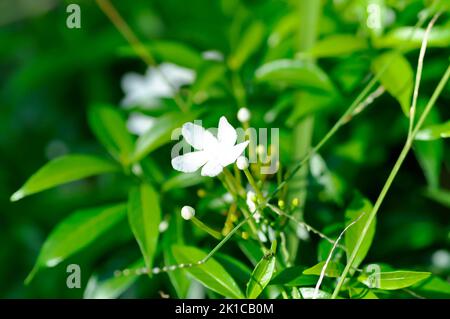 Tabernaemontana pandacaqui Lam, APOCYNACEAE oder Gardenia jasminoides oder Gerdenia oder weiße Blume Stockfoto