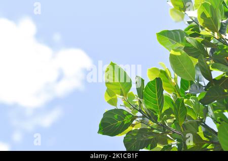 Artocarpus heterophyllus Lam, Ein Heterophylla- oder Jackfruit- oder Jackfruitbaum und Himmelshintergrund Stockfoto