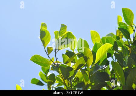 Artocarpus heterophyllus Lam, Ein Heterophylla- oder Jackfruit- oder Jackfruitbaum und Himmelshintergrund Stockfoto