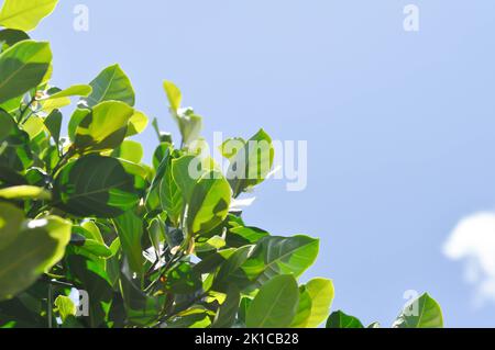 Artocarpus heterophyllus Lam, Ein Heterophylla- oder Jackfruit- oder Jackfruitbaum und Himmelshintergrund Stockfoto