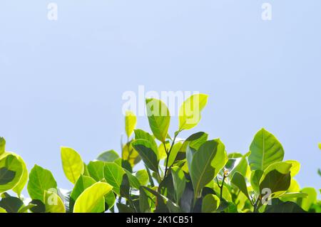 Artocarpus heterophyllus Lam, Ein Heterophylla- oder Jackfruit- oder Jackfruitbaum und Himmelshintergrund Stockfoto