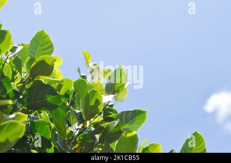 Artocarpus heterophyllus Lam, Ein Heterophylla- oder Jackfruit- oder Jackfruitbaum und Himmelshintergrund Stockfoto