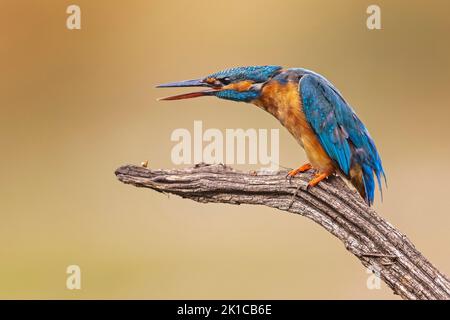 Eisvögel (Alcedo atthis) Weibchen auf Barsch, bedrohlich, rufend, mausend, Biosphärenreservat Mittelelbe, Sachsen-Anhalt, Deutschland Stockfoto