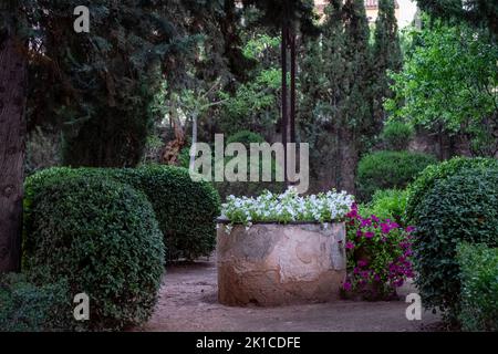 UNA FLOR NO FA ESTIU. Versió lliure de La Flor Romanial i lOdissea, Companyia La Reforma, Jardí de la Casa Llorenç Villalonga, Binissalem,Mallorca, Balearen, Spanien. Stockfoto