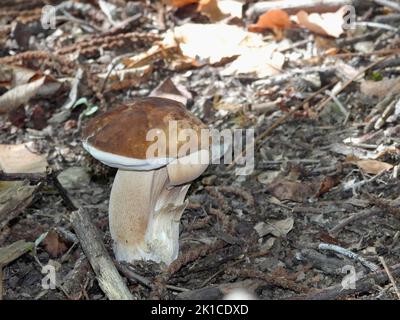 Im Herbst Pilze Stockfoto