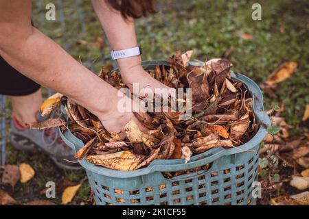 Die Frau reckt und nimmt gefallene bunte Blätter auf und macht den Garten aufwüstig. Gartenarbeit im Herbst. Korb voller Blätter von Obstbäumen. Stockfoto