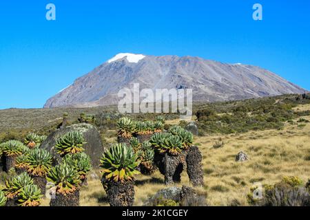 Der Kilimandscharo, der höchste Berg des afrikanischen Kontinents, liegt 5895 Meter über dem Meeresspiegel. Stockfoto