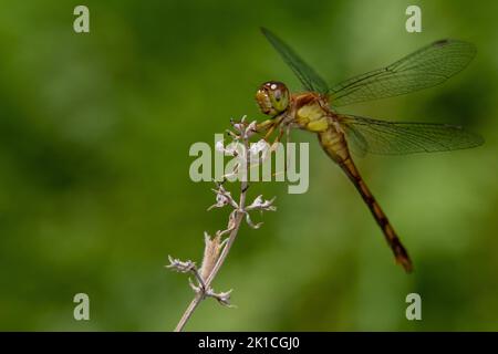 Eine Makroaufnahme einer Sympetrum rubicundulum Libelle auf einem Stroh mit grün verschwommenem Hintergrund Stockfoto