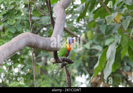 Ein farbenfroher Regenbogen-Lorikeet steht auf einem Baumzweig im Thala Beach Conservation Area. Stockfoto