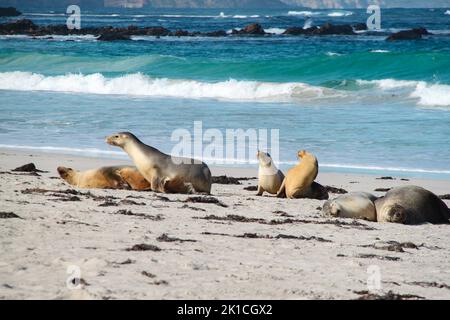 Gefährdete Seelöwenpopulation in Seal Bay auf Kangaroo Island, die am weißen Sandstrand liegt. Stockfoto