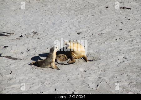 Gefährdete Seelöwen in Seal Bay auf Kangaroo Island am weißen Sandstrand. Eine Mutter tadelt ihr Junges. Stockfoto